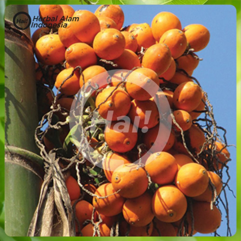 

BUAH PINANG ATAU JAMBE TUA 500 GRAM