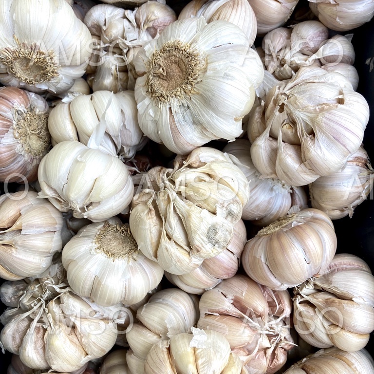 

Bawang Putih Honan/Banci 1 KG MURAH (GROSIR)