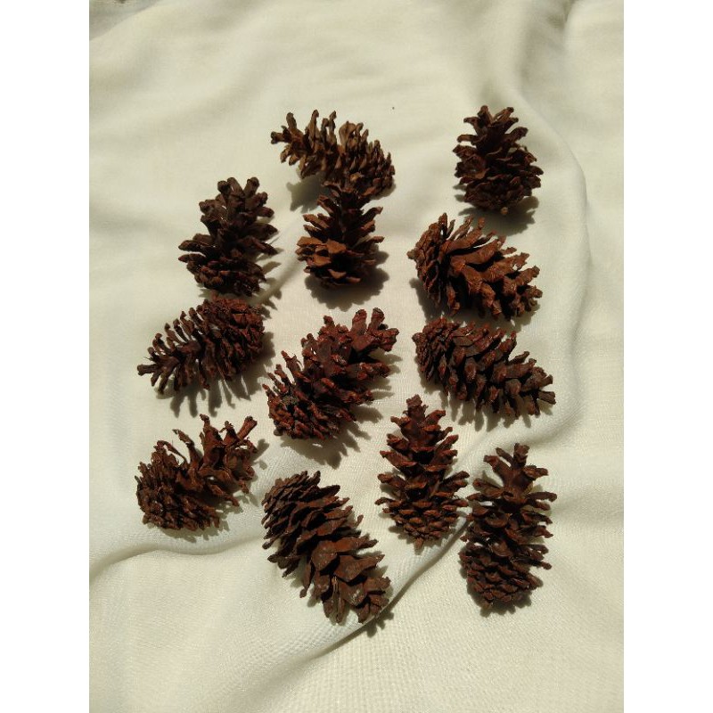 Buah Pinus Kering | Photoshoot Aesthetic kit | Starter Kit Properti Foto