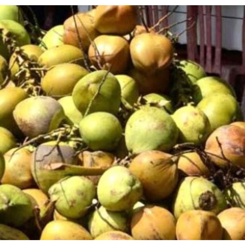 

degan kelapa muda bu lia surabaya(buah utuh) bisa request plastik