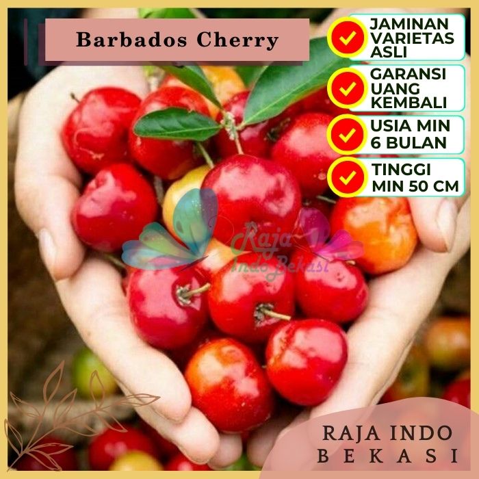 Bibit Tanaman Buah BARBADOS CHERRY Premium