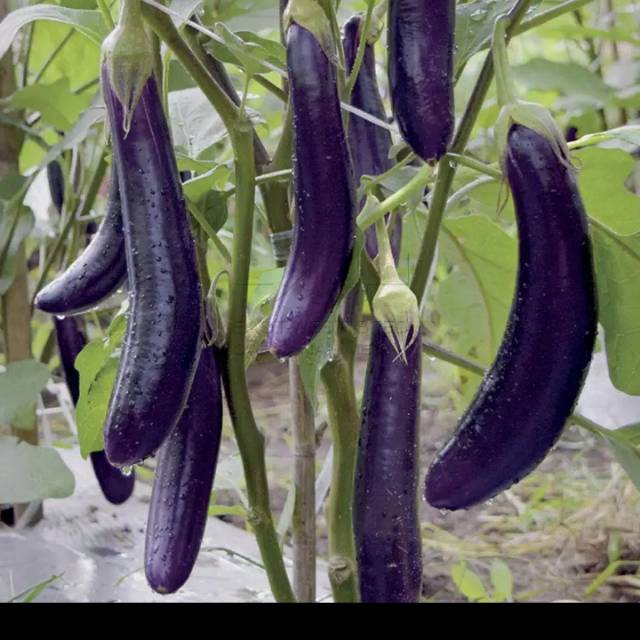 BENIH TERONG UNGU CAP PANAH MERAH 50 BUTIR