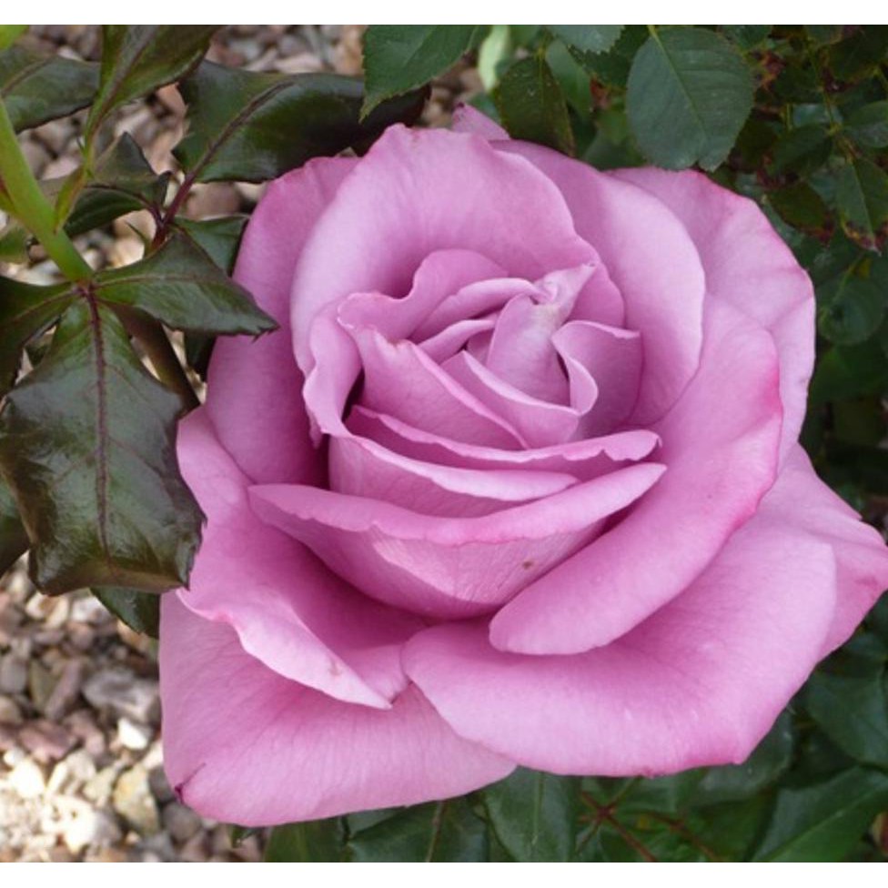 ISI 2 2 benih Mawar Ungu Super Wangi -RSB1990