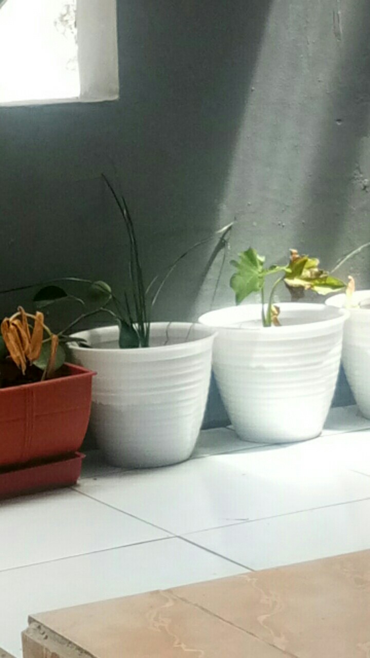 Tanaman Hias Lily Hujan-kucay Tulip - Pohon Lili Hujan