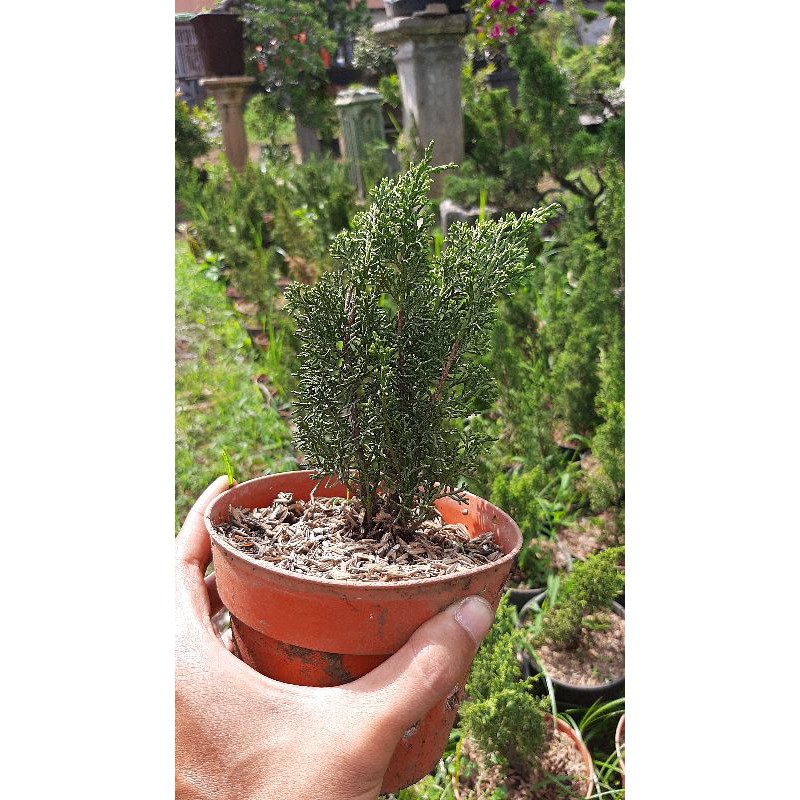 bibit cemara sargenti