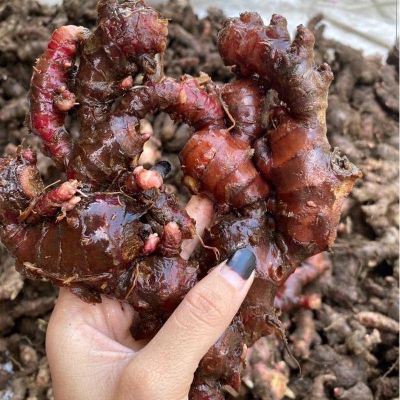 

Jahe Merah Rempah Penghangat Tubuh