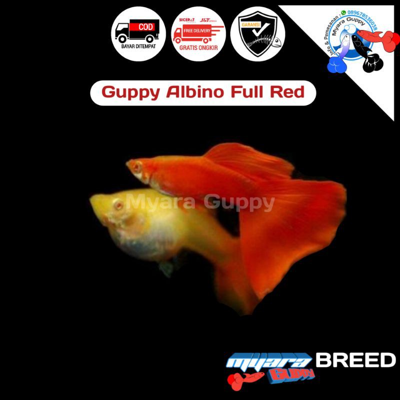 Ikan Hias Guppy Albino Full Red/ AFR
