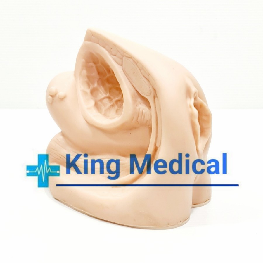 Manekin Phantom Alat Peraga Reproduksi Wanita/Cateter GL 94-02