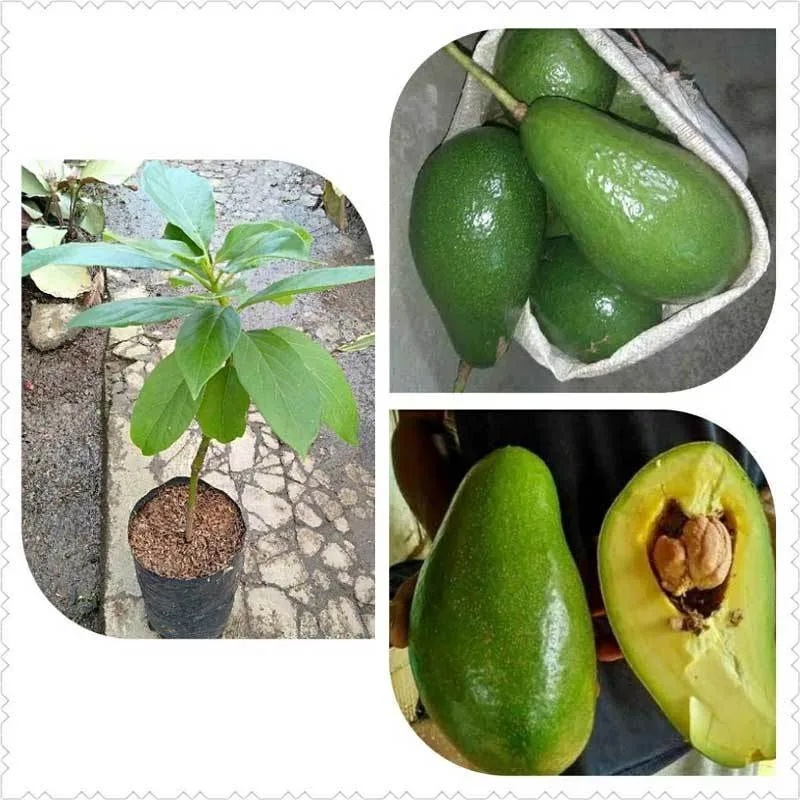 BIBIT ALPUKAT MENTEGA JUMBO BIBIT ALPUKAT MENTEGA JUMBO OKULASI TAMBULAPOT