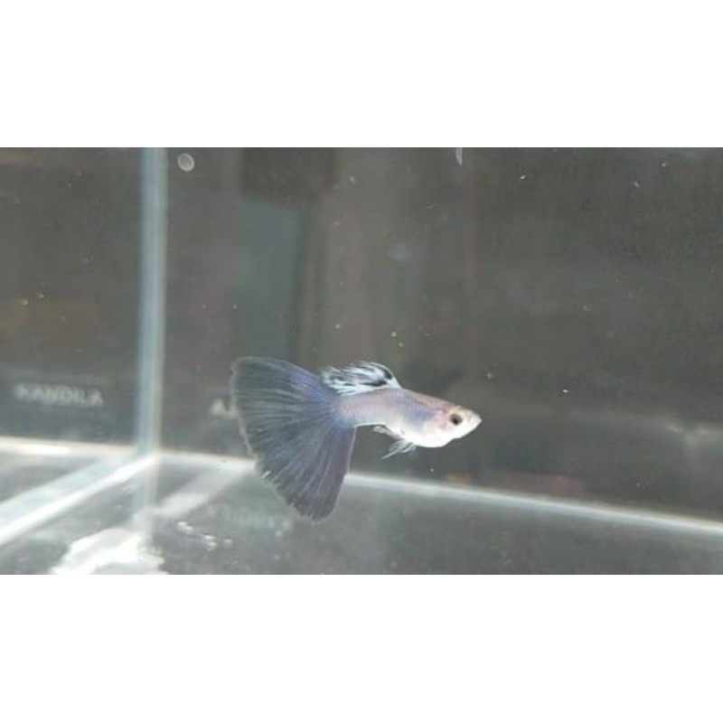 Singa Blue Tail / SingaBlue Tail / Guppy