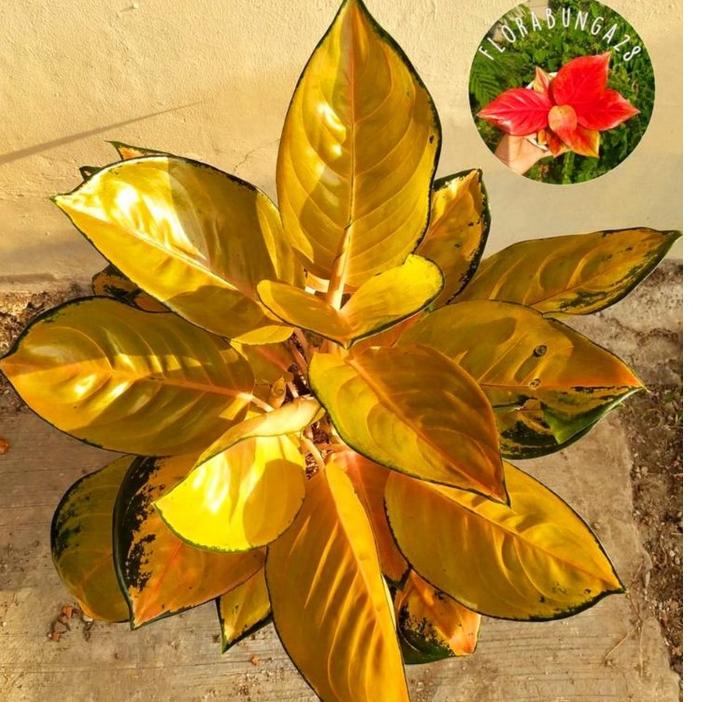 [EX236] Aglonema Sultan brunei remaja - tanaman hias hidup - bunga hidup - bunga aglonema - aglaonema merah - aglonema merah - aglonema murah - aglaonema murah Hot Promo