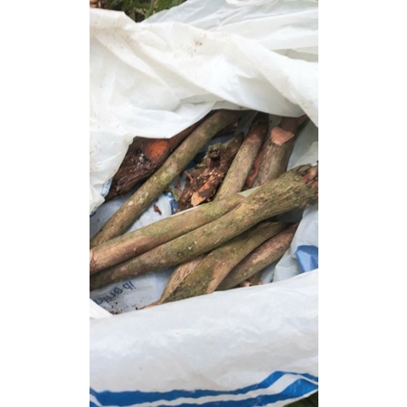 Akar Pinang Kering 1 Kg obat herbal racik jamu