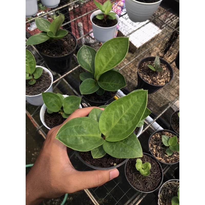 Jemani Mangkok Roset Beranjak Remaja