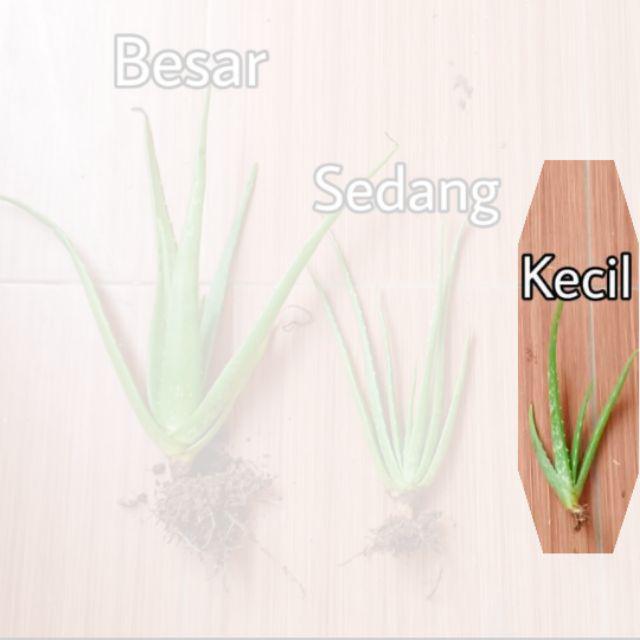 Bibit Tanaman Lidah Buaya JUMBO PONTIANAK-Kecil