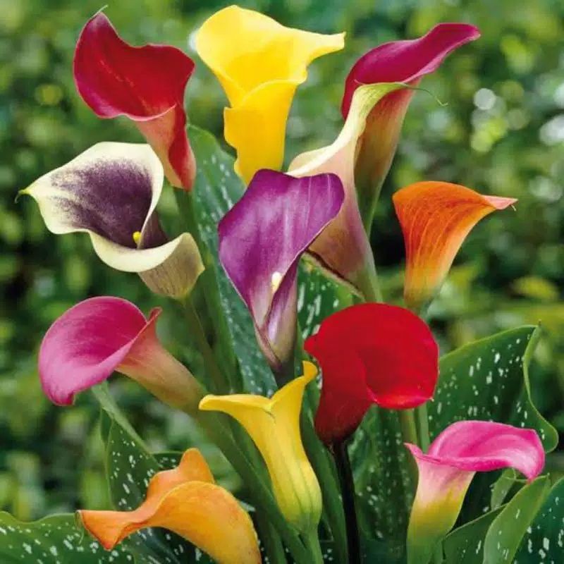 TERMURAHbenih bibit biji bunga yellow calla lily / kalla lili tanaman hias calla lily bibit unggul