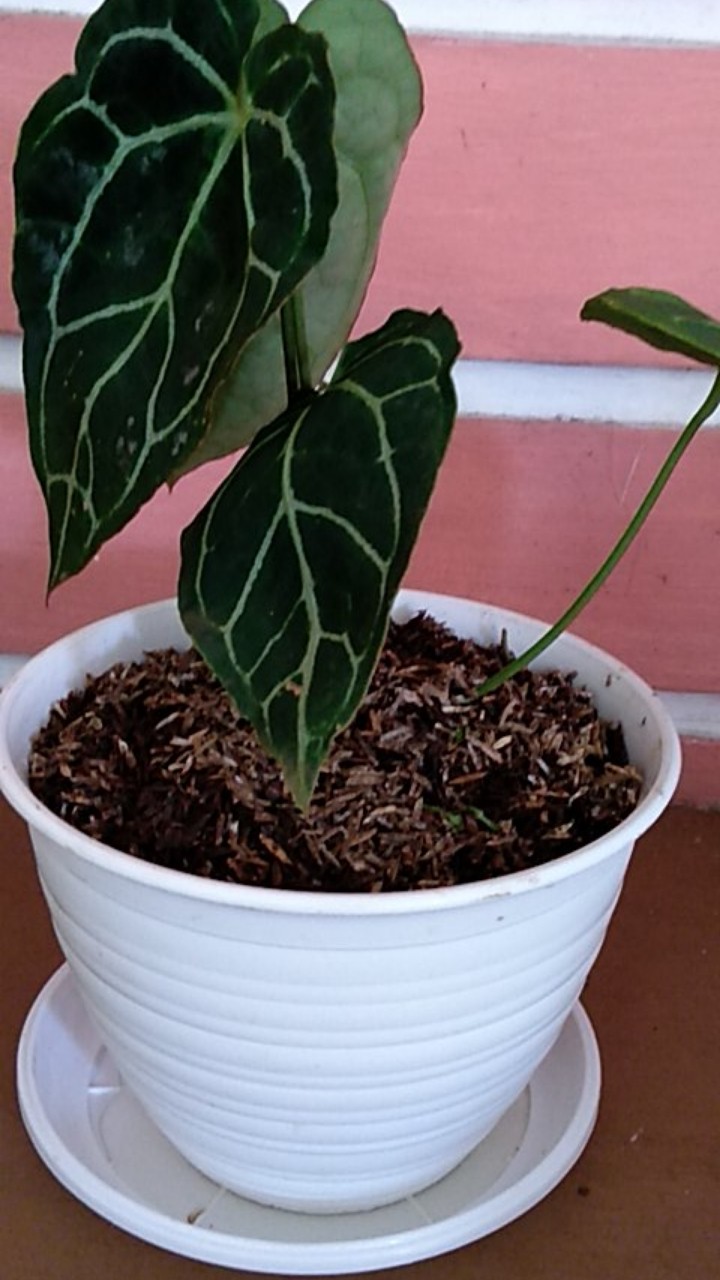 Pot Bunga Tanaman Tawon Putih 18cm +tatakan Bawah