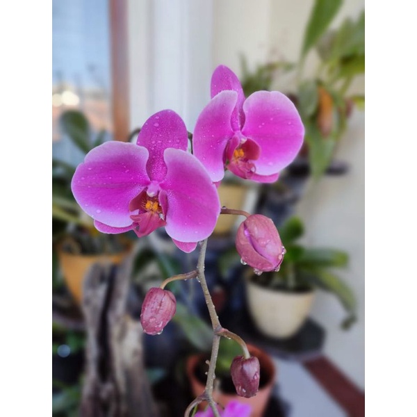 Anggrek Bulan Mini Spike dan Knop