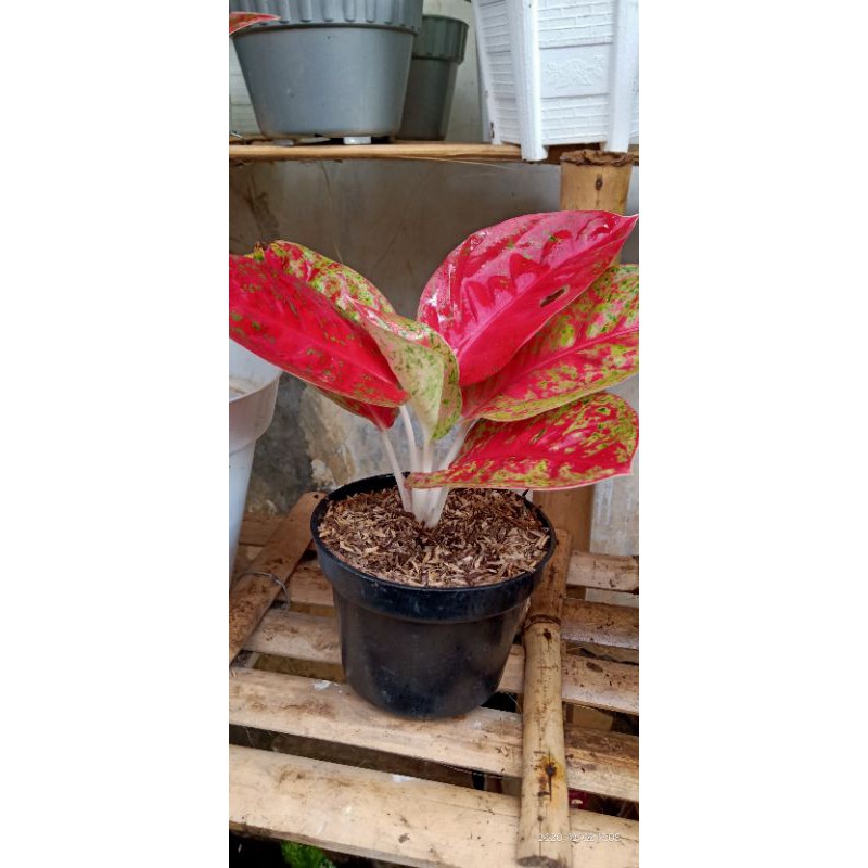 aglonema mahaseti