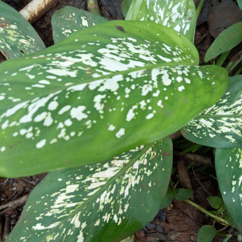 tanaman hias blanceng beras tumpah