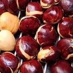 

jengkol tua