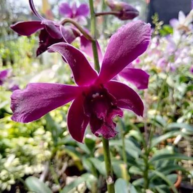 Dendrobium Caesar Red