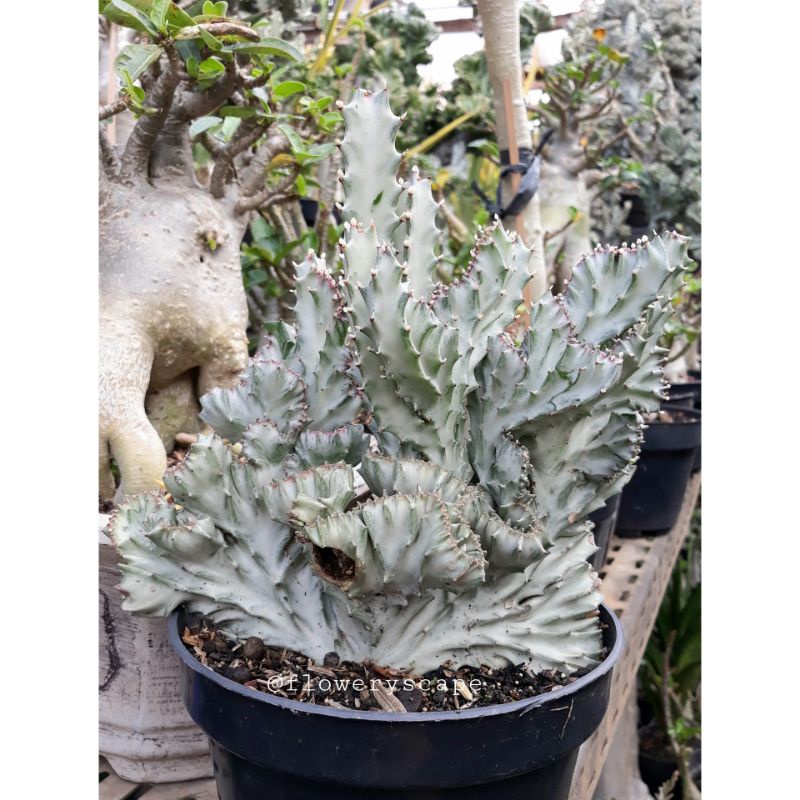 kaktus euphorbia lactea silver cristata
