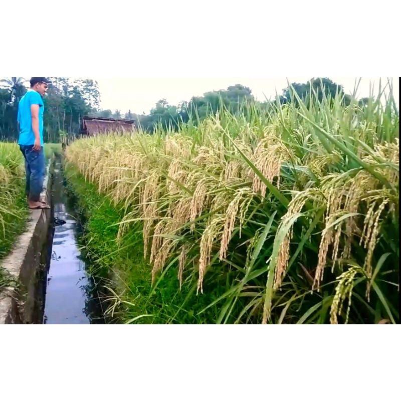 

Benih Padi Fortuna | Benih Padi Unggul | Galur Lokal Aceh | Umur 105-110 Hss / 85-90 Hst