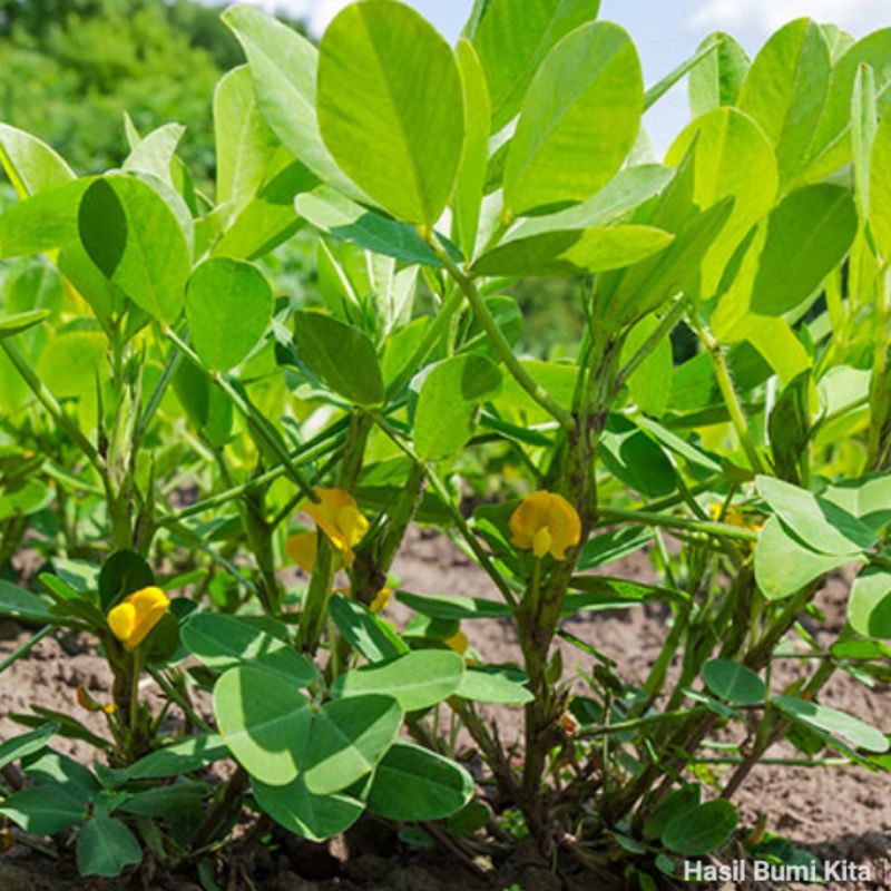 50 Seed Kacang Tanah Kering Berkulit Cangkang Kwalitas Bibit Kacang Tanah Peanuts Plant herbal food