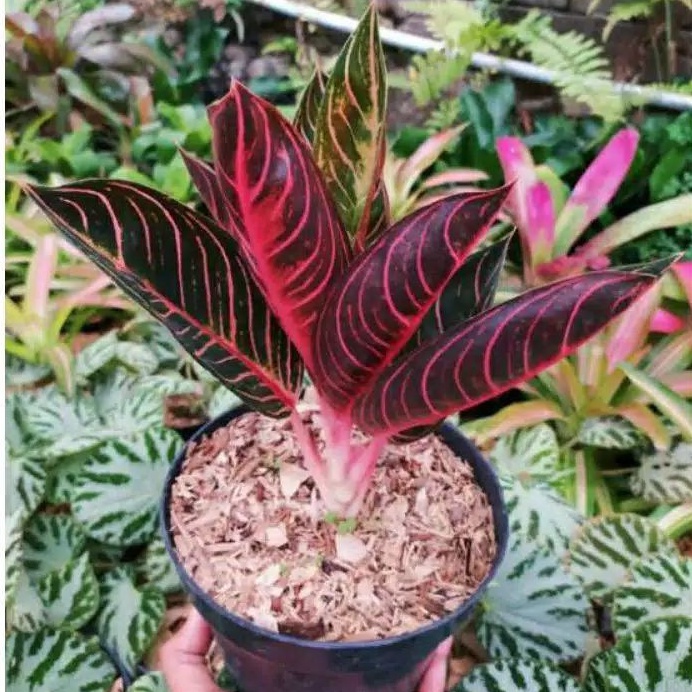 Bibit Aglonema Red Sumatera (anakan 2-3 daun)