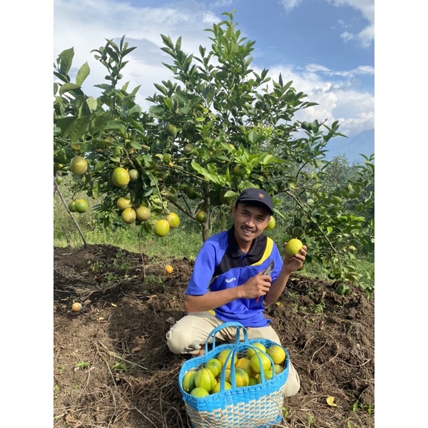 

Buah Jeruk Lemon California Kualitas Premium Fresh dari Kebun Bibitkemarinsore 1kg