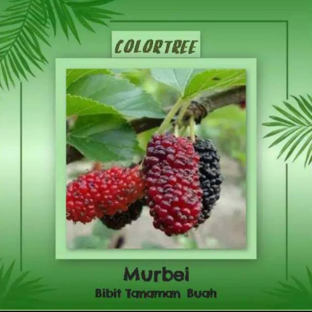 Bibit Buah Murbay Siap Berbuah