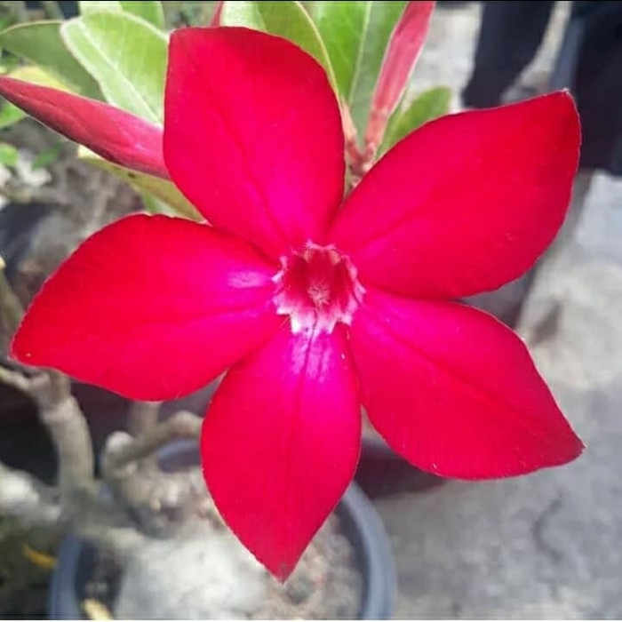 

Bibit bunga kamboja adenium somalense