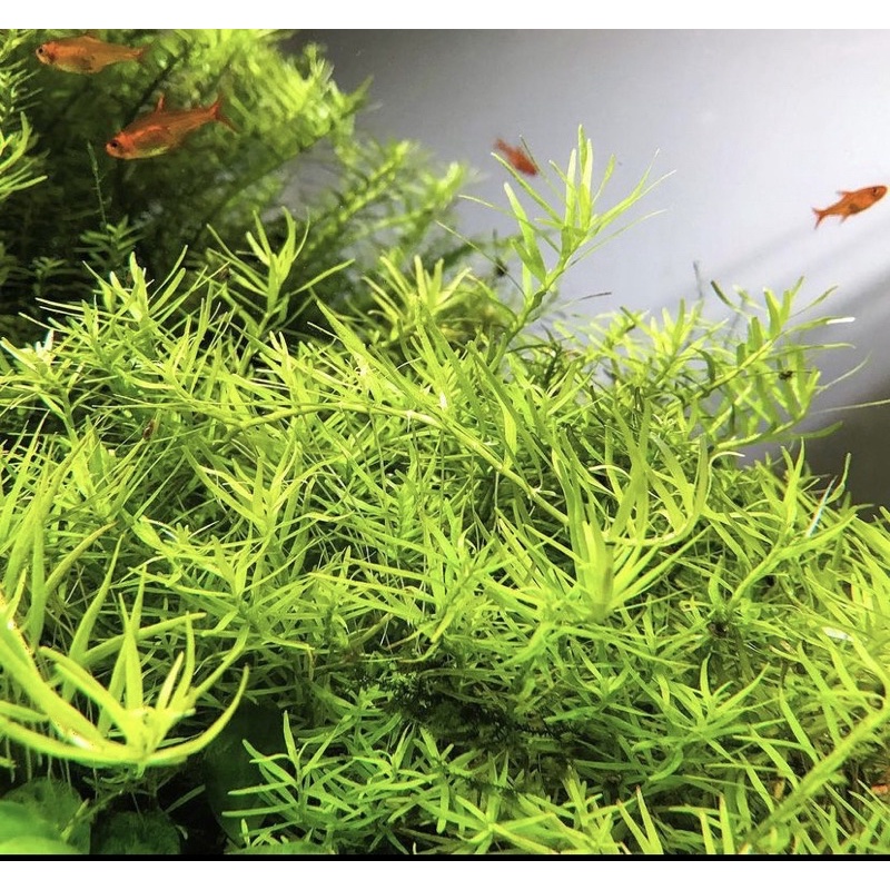 Rotala rotundifolia green - Tanaman Aquascape Tumbuhan Air Hidup Hiasan Dekorasi Pohon Aquarium