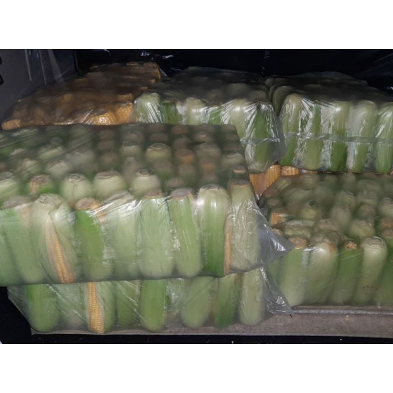 

Jagung Manis Kulit Fresh 1Kg / 1 Kilogram