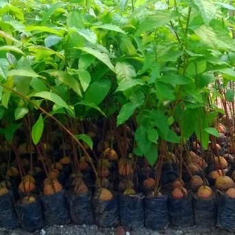 BIBIT BUAH ALPUKAT SEEDLING SEMAI BIJI UNGGUL