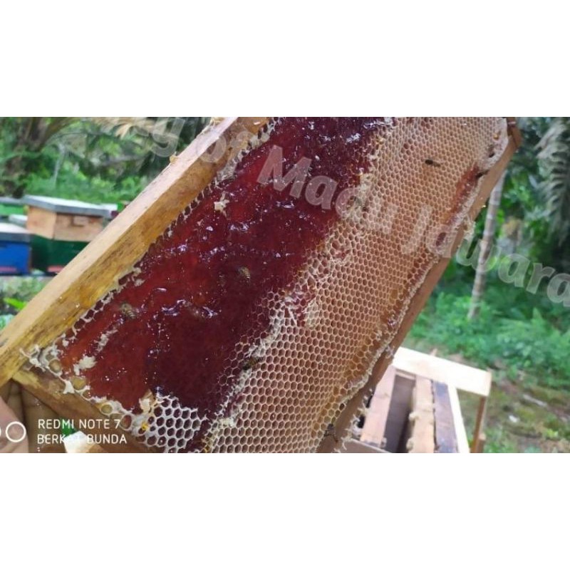 

Madu asli akasia Sumatera