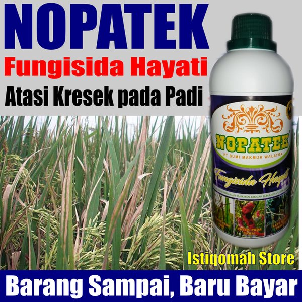 NOPATEK Fungisida Hayati Obat Hama Penyakit Kresek pada Padi - Obat Padi Kresek Paling Ampuh