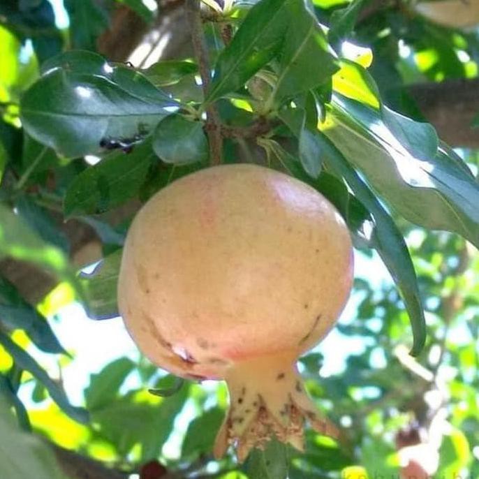 BELI BIBIT TANAMAN BUAH DELIMA PUTIH BK1 BIBIT BUAH