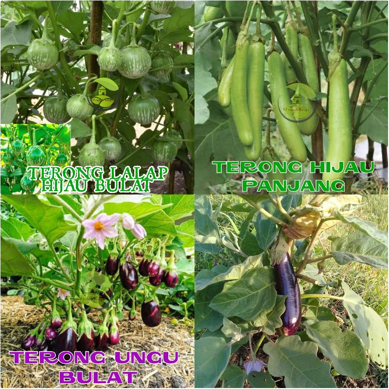 PAKET USAHA Benih Bibit Sayuran Bibit Sayur Buah Bunga