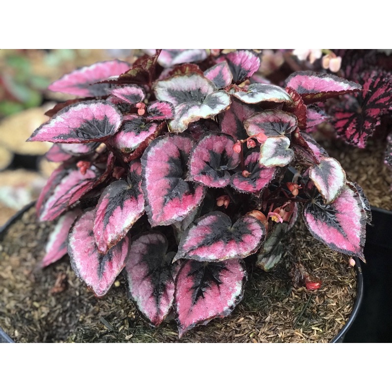 Tanaman hias begonia Red pita/ Regal ukuran dewasa