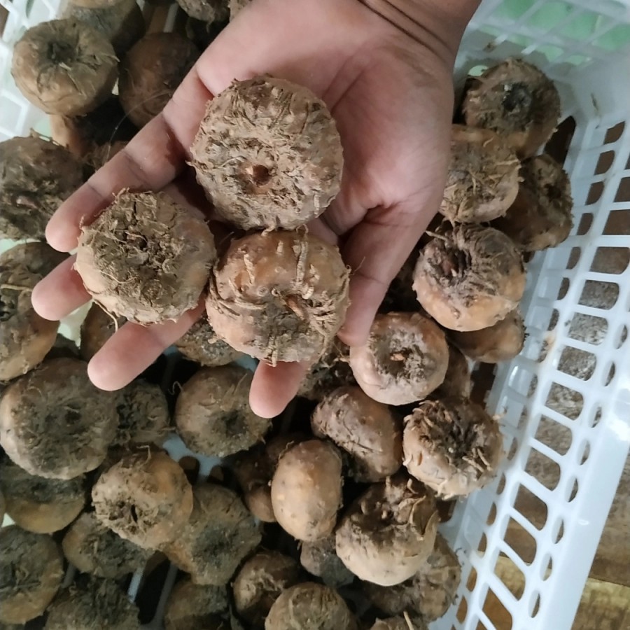 bibit umbi porang 1 kg isi 15 - 25