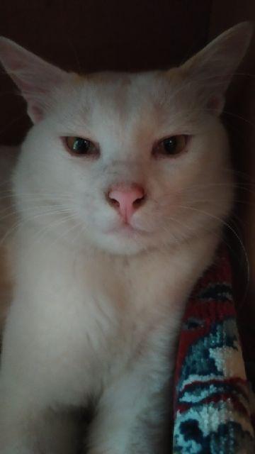 Cat Kayu Duco Water Based Biocolours Bioduco White