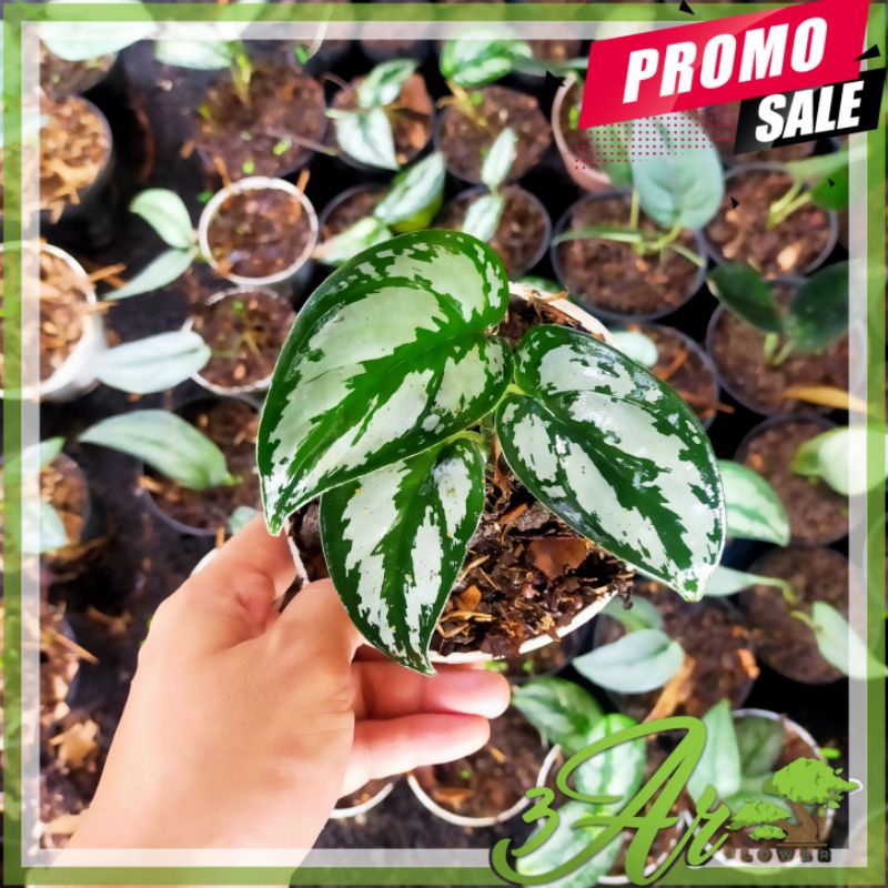 (BISA COD)TANAMAN HIAS SCINDAPSUS PICTUS LADY/SCINDAPSUS SILVER CLOUD