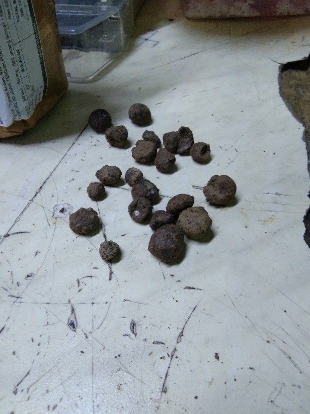 Bibit Porang Dorman | Katak Super Mini 700/ Biji