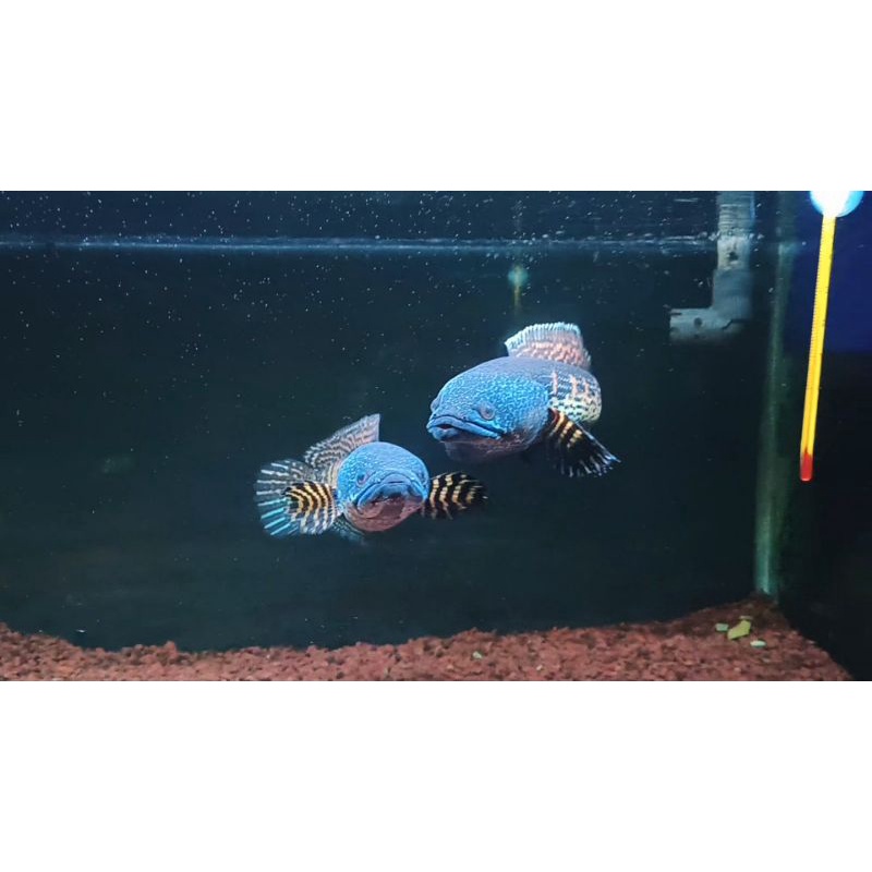 CHANA AURANTI PAIR SIZE 28-30