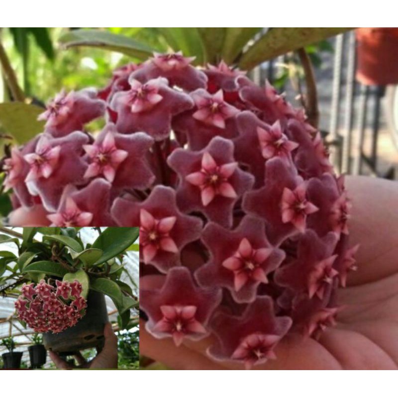 hoya bunga merah