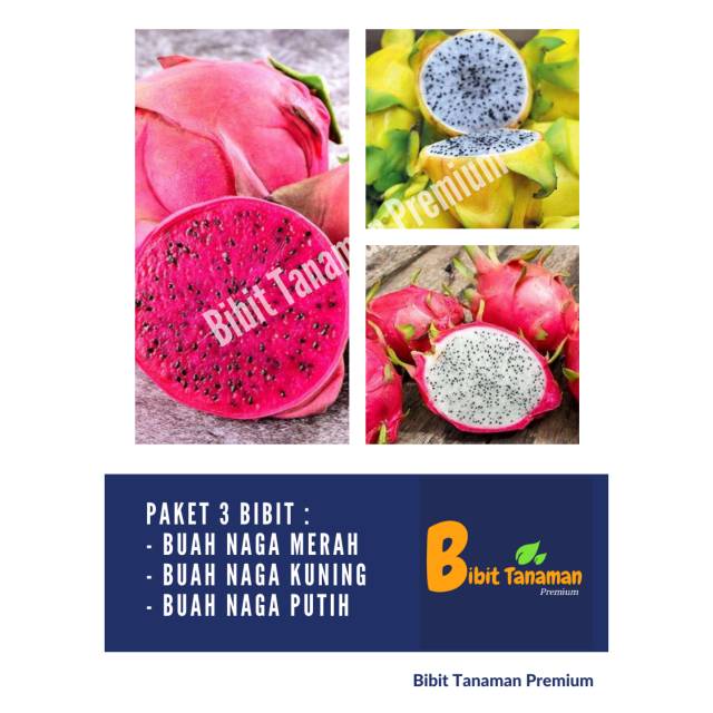 PAKET 3 BIBIT BUAH NAGA MERAH SUPER RED, BUAH NAGA KUNING & BUAH NAGA PUTIH (BIBIT TANAMAN PREMIUM)