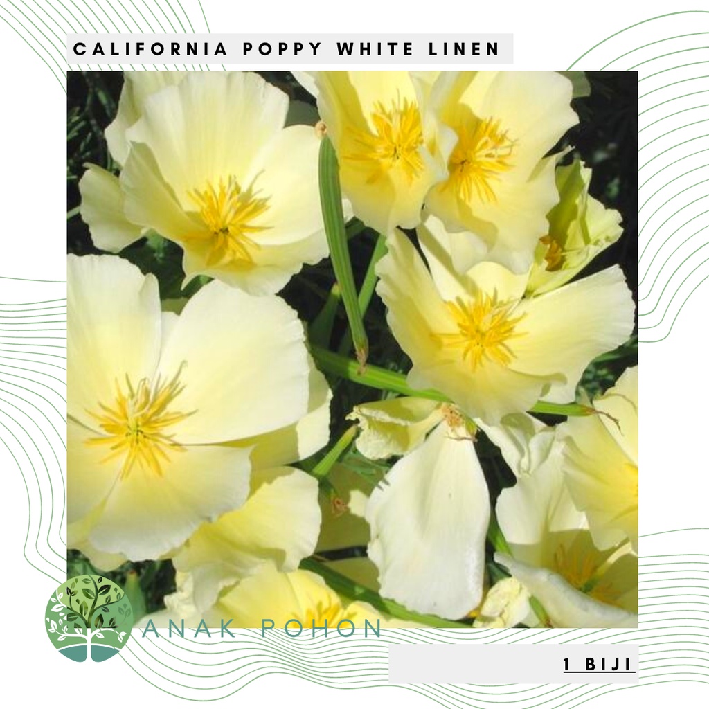 Benih Bibit Biji - Bunga California Poppy White Linen Flower Seeds - IMPORT