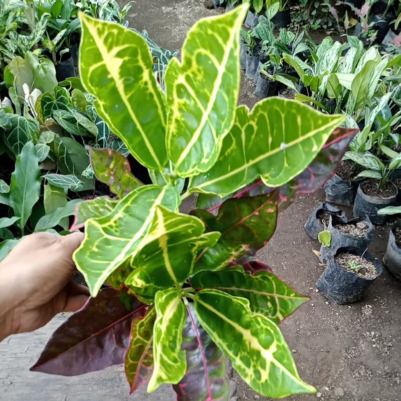 tanaman hias puring kura merah kuning/puring rimbun promo murah