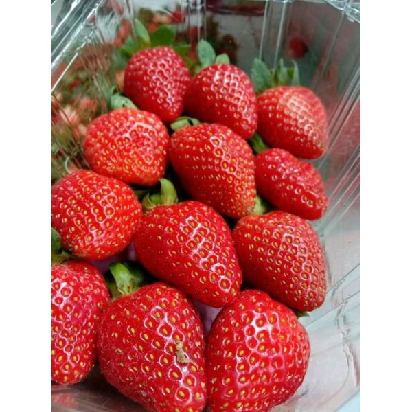 

Strawberry stroberi segar bandung